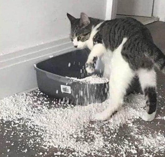 gatitos_qctd's tweet photo. Ten, para que barras https://t.co/u1nw82sF6v