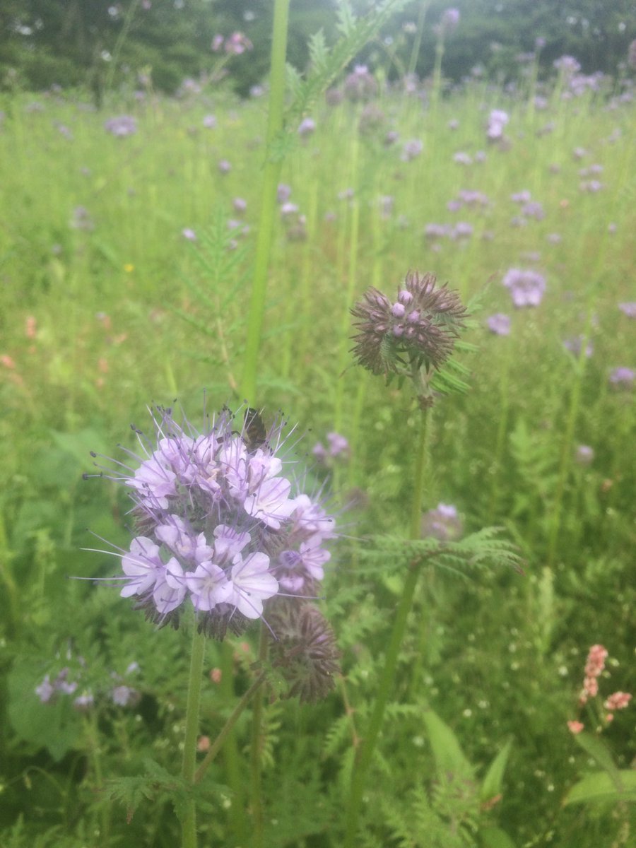 More phacelia, also red and white clover, chicory and grass in there. After years of veg cropping it’s fertility building time!