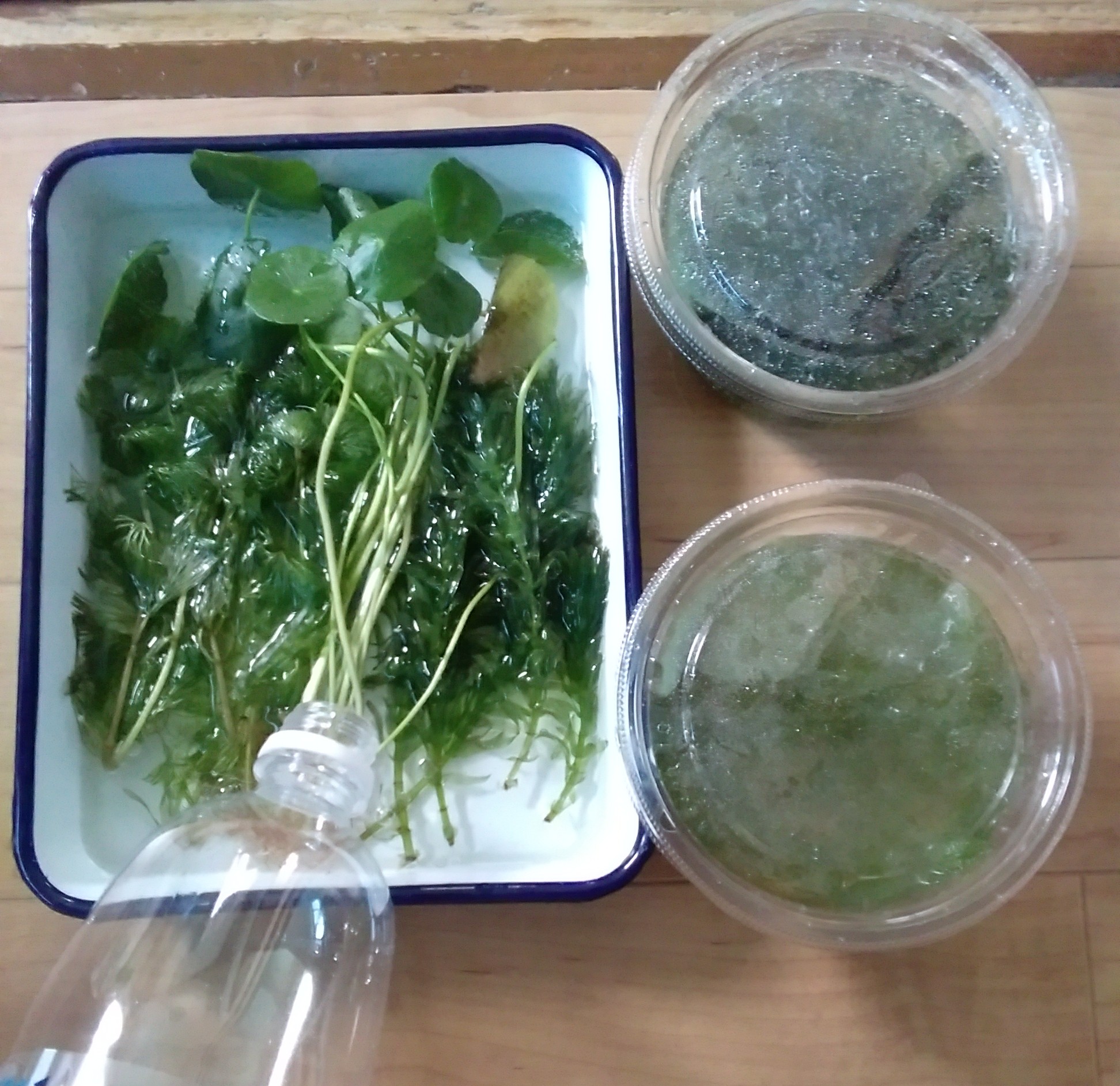 蒼崎直 水草も用意しました えっと 検索 まず水道水で優しく洗ってスネールを取ること 水を替えながら菌や残留農薬 を落とす為1週間水に付ける 専用の薬剤や炭酸水や重曹水につけてもよい って結構手間かかるなおい T Co Cevgvohjvg