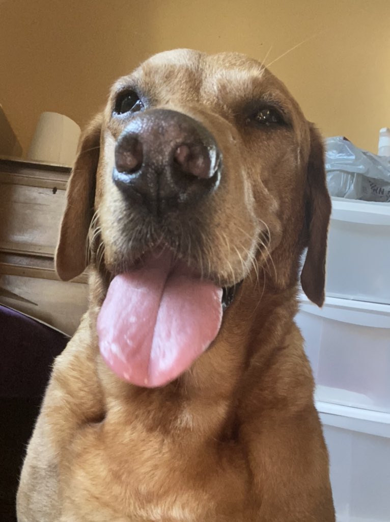 Lushlabs's tweet photo. Well today could be the day... #rosiesgivingbirth #dogbirth https://t.co/llE352zUFX