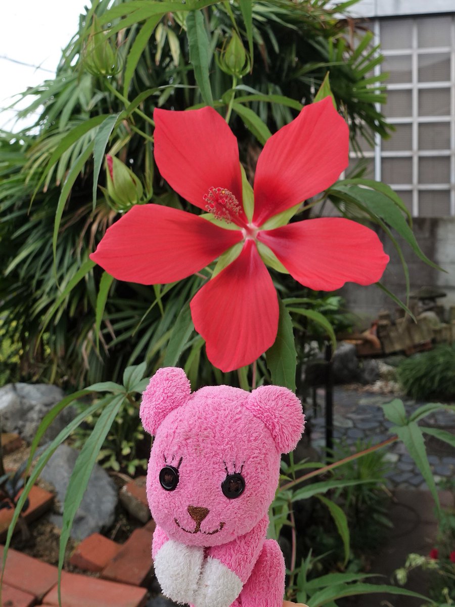 pinkmomo45's tweet photo. 毎年、夏になったら咲くお花🌸
検索してみたら、
#フヨウ
#ムクゲ

お花の雰囲気は似てるけど、ちょっと違うぽい？💦
咲いてるのは1～2日間ぐらいですぐにしぼんでしまいます。
10㌢以上の大きい真っ赤なお花が次から次へ咲き、
成長が早く2㍍以上に伸びます😍

#postpet https://t.co/HTERIteTrj