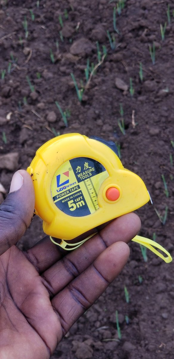 Simply_Seruya's tweet photo. A farmer must combine many skills including measurement skills.
You must also be a friend to the tape measure so that you don't make common spacing mistaked.
Spacing affects yield, competition for feeds, light and efficiency in land use.
Befriend the tape measure. 😊🤗 https://t.co/JEtZFrEpHa