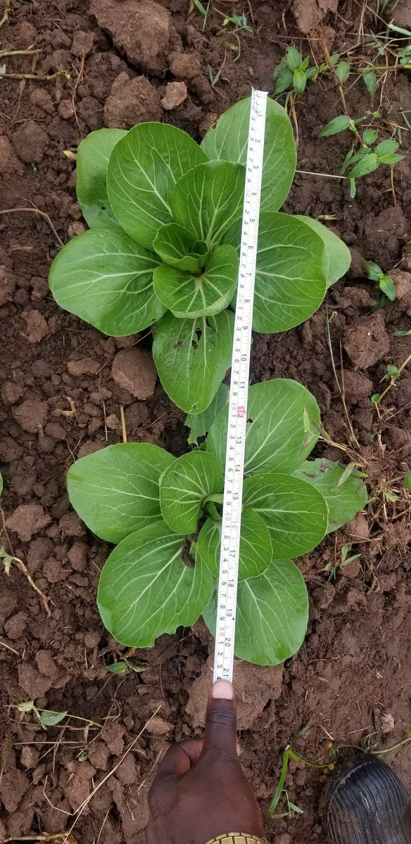 Simply_Seruya's tweet photo. A farmer must combine many skills including measurement skills.
You must also be a friend to the tape measure so that you don't make common spacing mistaked.
Spacing affects yield, competition for feeds, light and efficiency in land use.
Befriend the tape measure. 😊🤗 https://t.co/JEtZFrEpHa