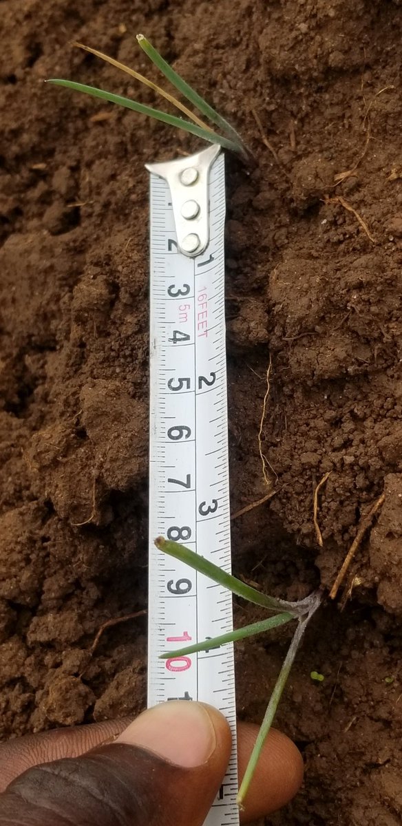 Simply_Seruya's tweet photo. A farmer must combine many skills including measurement skills.
You must also be a friend to the tape measure so that you don't make common spacing mistaked.
Spacing affects yield, competition for feeds, light and efficiency in land use.
Befriend the tape measure. 😊🤗 https://t.co/JEtZFrEpHa