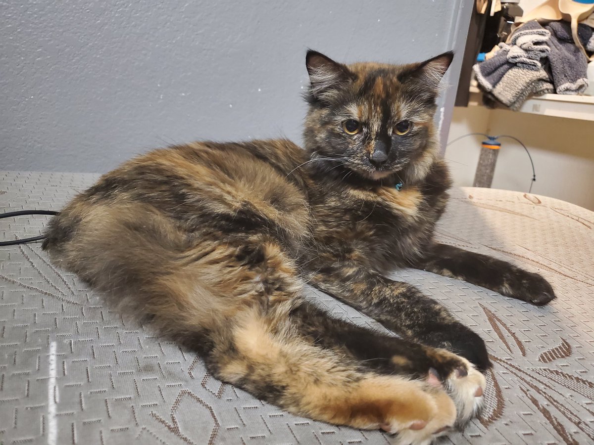 Alice_MBW's tweet photo. @KYR_SP33DY meet Waffles😍 She doesn't have a tail but she likes watching your videos on my phone. Support her stubby butt 😂 https://t.co/iieYWZ35m9