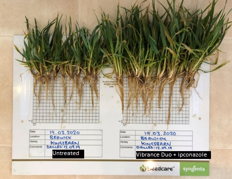 SyngentaUK's tweet photo. 🌱 The vigour of hybrid barley already makes it well-suited to Scottish growing environments, now it can be combined with even better rooting and foliar growth seen from Vibrance Duo! #VibranceEffect
➡️ Discover more here: https://t.co/nqKyM1FlIK https://t.co/FmcMc9wZNs