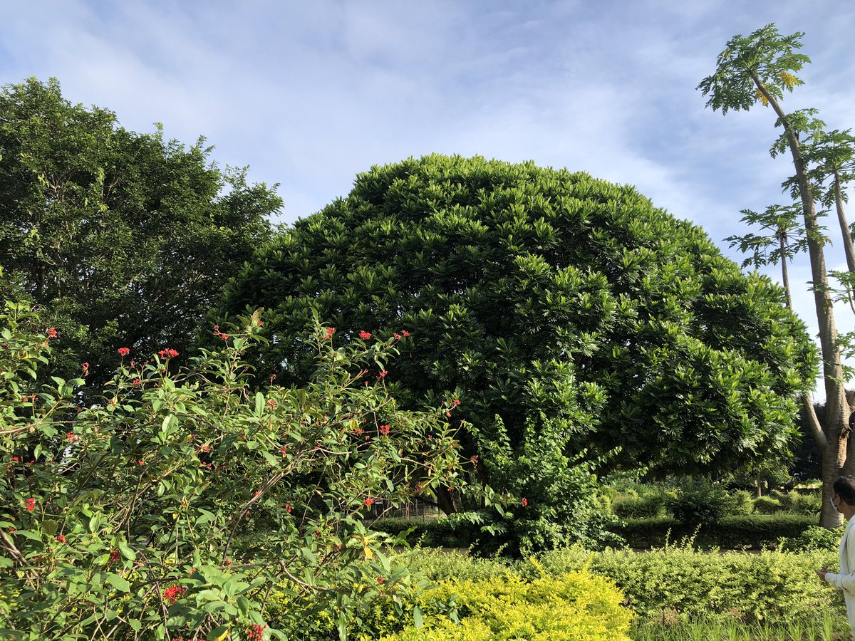 vrundavs's tweet photo. ‘’There is always Music amongst the trees in the Garden, but our hearts must be very quiet to hear it."
-  Minnie Aumonier  
A tree ...I like to watch...
#morningwalk #Tree #treebeauty #hugatree #treeappreciationpost #vrupix #shotoniphone 
@vijayashankara https://t.co/zlqSYzBp3X