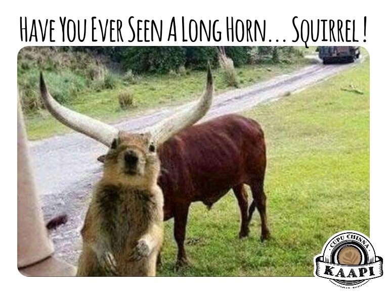 CupuChinnaKaapi's tweet photo. #Funnysquirrel #Squirrel #Cutesquirrel #Longhornsquirrel #Comedy #EnglishMemes #COVID19 https://t.co/G3D22j2Vmc