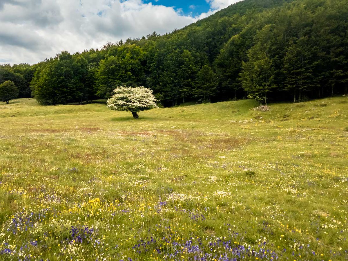 photosontheroad's tweet photo. My homeland
https://t.co/sr6XBx1uuV
#landscapephotography #landscapelovers #landscapes #landscapelover #naturelover #terminio #irpinia #irpiniatravel #irpiniadascoprire #irpiniamood #tesoridirpinia #visitirpinia #verdeirpinia #irpiniaturismo #irpiniapaesaggi #irpiniadavivere https://t.co/ueYFmAJv2j