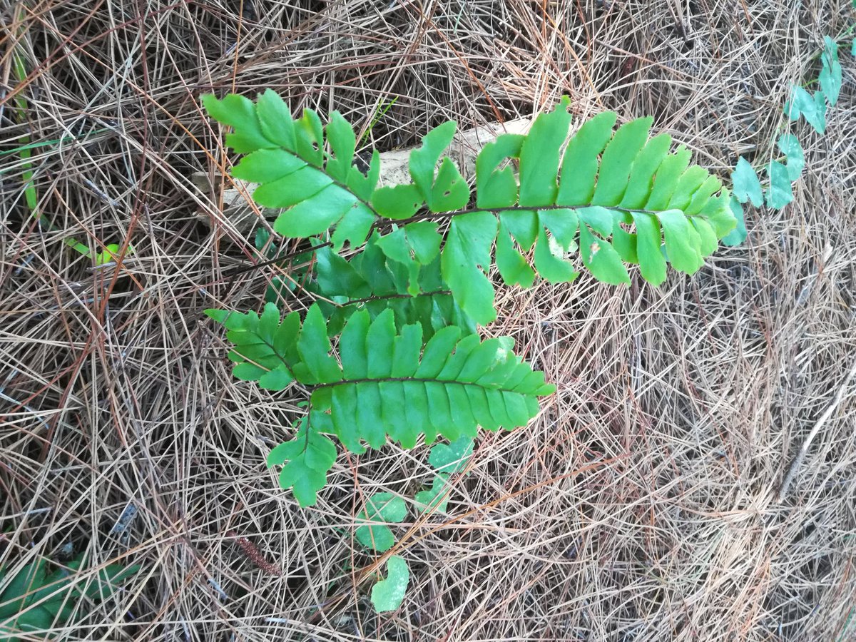 IvyMaeLojitan's tweet photo. #wildfern growing on its own. @TuhunPogun https://t.co/X25DfrzVe6