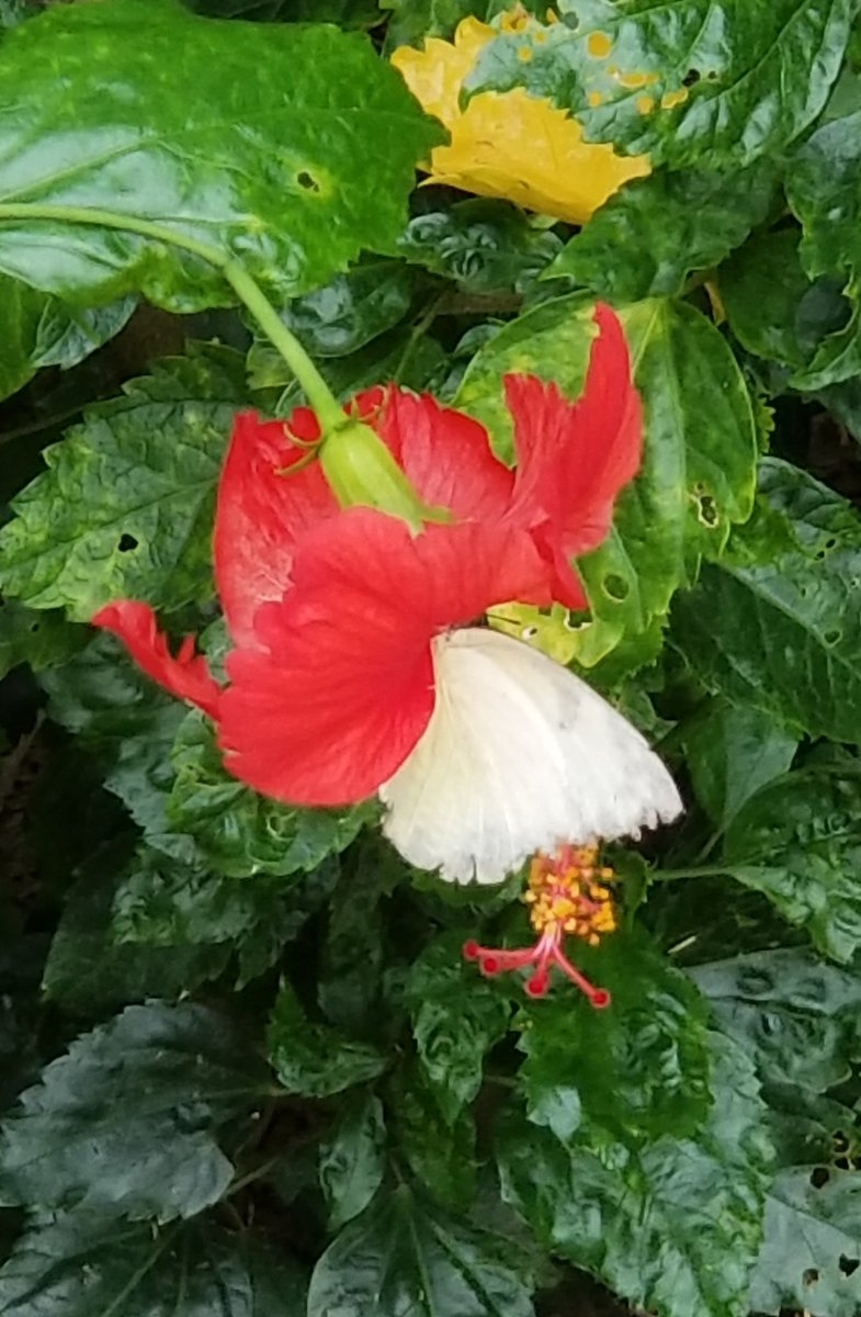 szarabi's tweet photo. Nature flowers all around us.
You just need to see it.
Pause to take in the moment.
And be grateful for what the God's give us.
#nofilterneeded #Hibiscus #Butterflies #magicmornings https://t.co/Xxftck3olj