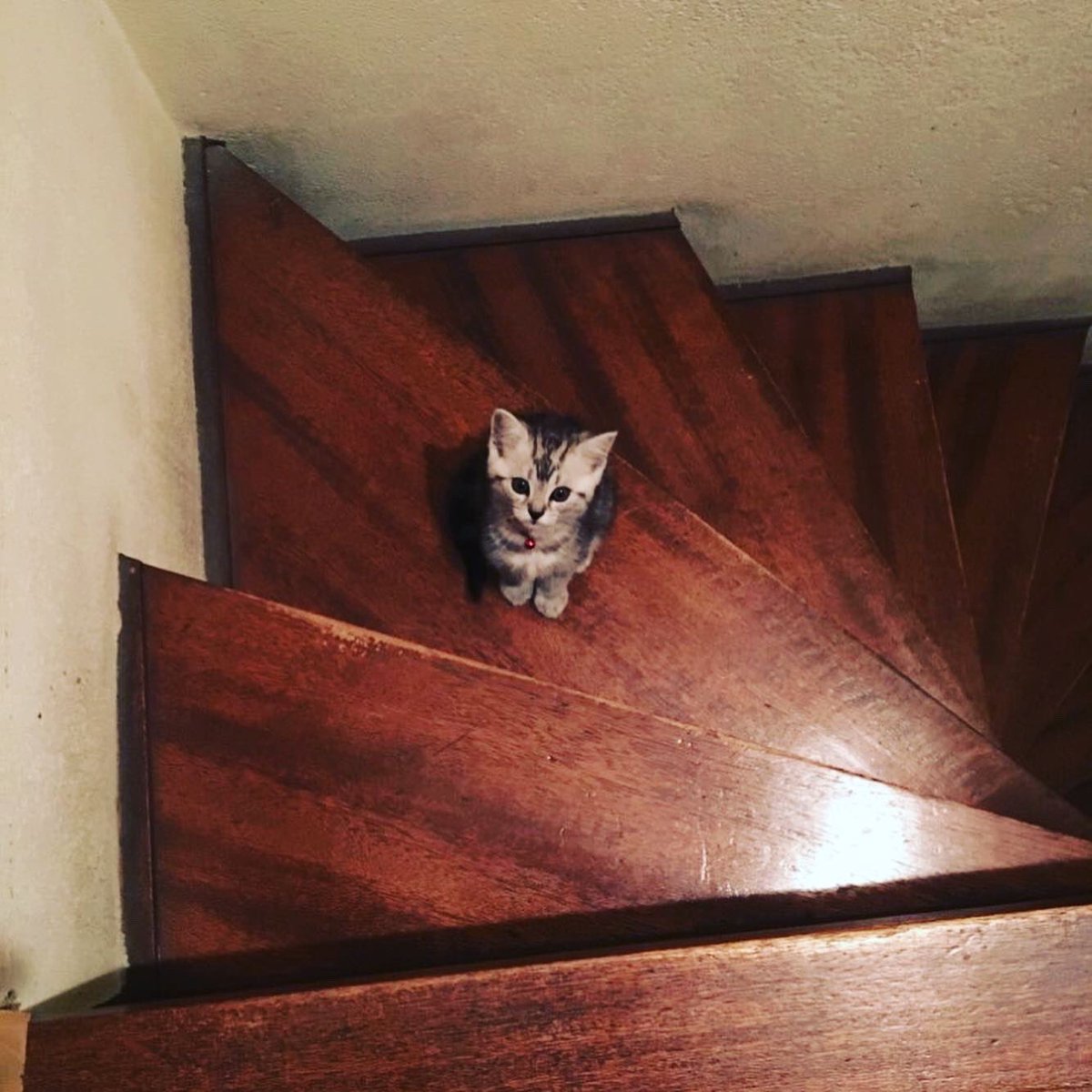 kinuyanval's tweet photo. こんなに小さかったのかお前、、、
#cat #grewuptoofast #小次郎 #マンチカン足長 https://t.co/KRXEXgZGNP