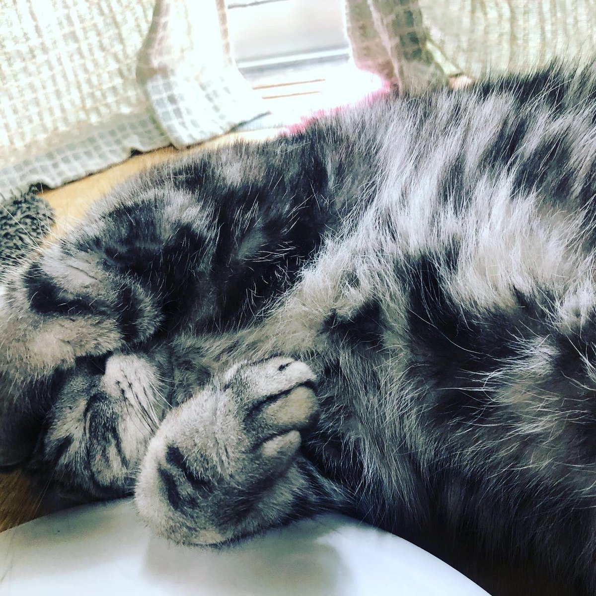 kinuyanval's tweet photo. こんなに小さかったのかお前、、、
#cat #grewuptoofast #小次郎 #マンチカン足長 https://t.co/KRXEXgZGNP