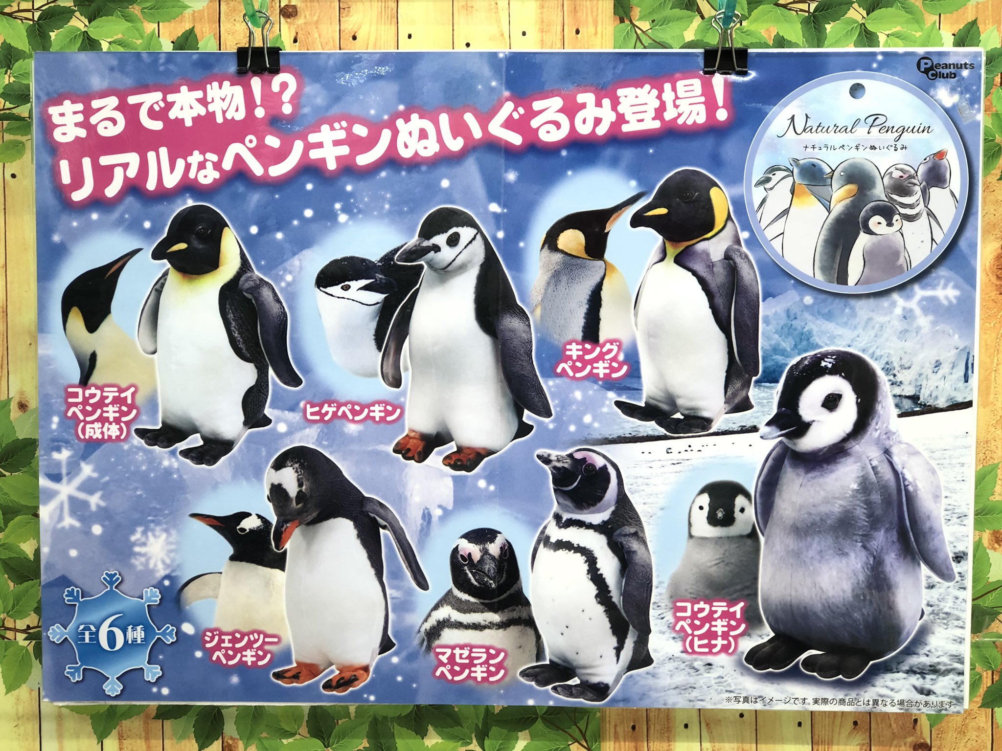 マンガ倉庫日向店アミューズ ナチュラルペンギンぬいぐるみ 全6種入荷しましたー コウテイペンギン 成体 コウテイペンギン ヒナ ヒゲペンギン キングペンギン ジェンツーペンギン マゼランペンギン の6種が登場 リアルな感じが大好評です