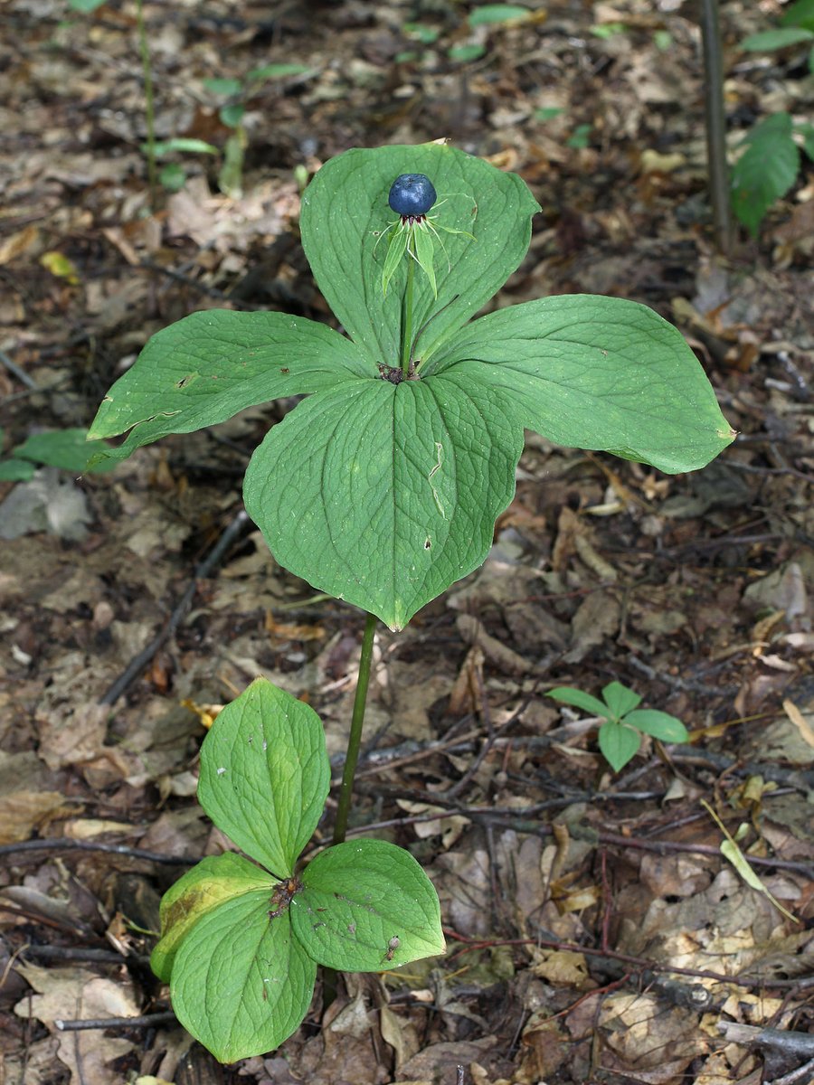 ~Crow's eye~Paris quadrifolia, is a species of flowering plant in the family Melanthiaceae. It occurs in temperate and cool areas throughout Eurasia. Each plant produces at most one blueberry-like berry, which is poisonous, as are other plant tissues.