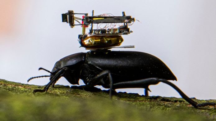 AgGrabowski's tweet photo. Beetle-mounted camera streams insect adventures
https://t.co/lj3XDMMtEl
#Ethology #Beetles #Tech https://t.co/ijDDdM7Bju