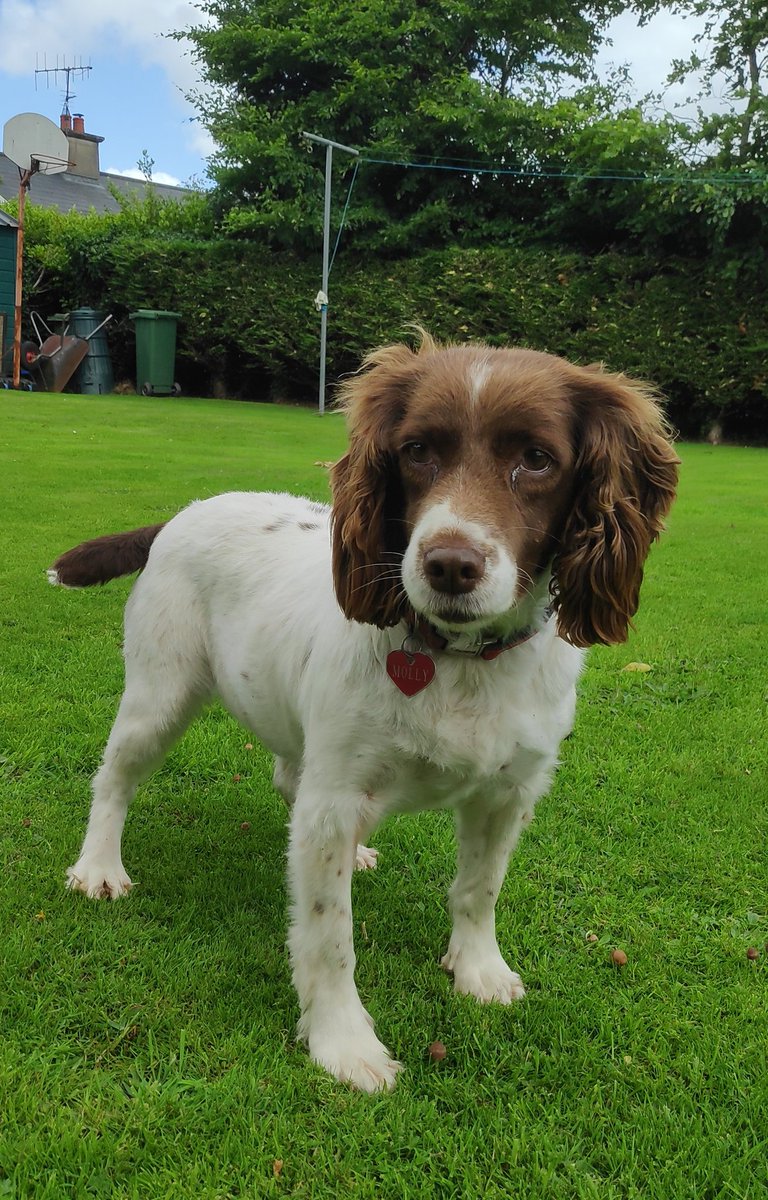 Molly went missing today in Cappawhite,Tipperary. She's a 9yr old springer spaniel. She's a rescue dog and really nervous around people she doesn't know. Would really appreciate if anyone around the Tipp/Limerick area and further afield keeps an eye out, it'd mean the world to me