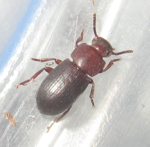 Invertebr8Dude's tweet photo. New Post: A New Native Teneb for Me!

https://t.co/FfB1EP1jbh 

#Conibius #Conibiusseriatus #Tenebrionidae #darklingbeetle #beetle #Coleoptera #entomology #invertebrates https://t.co/27Quh4nvKP