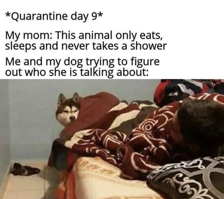 2funny_memes's tweet photo. 🤨🐶 #dogsoftwitter #dogsofinstagram #doggo #dogs https://t.co/BocTDIXIMa