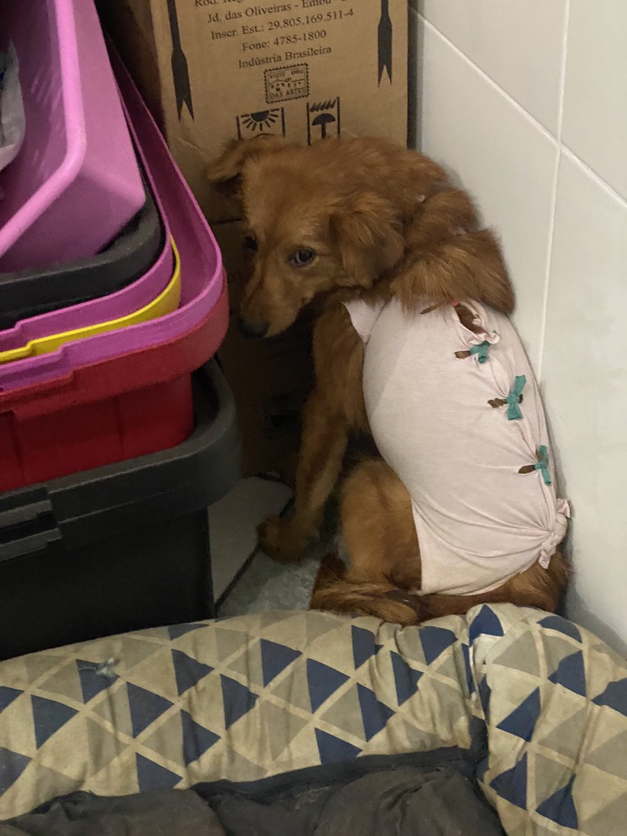 casadoviralata's tweet photo. Não consigo imaginar o tanto que sofreu na vida para ser insegura assim. A Melina está na mesma garagem cheirando tudo, já a Amanda está assim desde que chegou: https://t.co/UpEQoaisn3