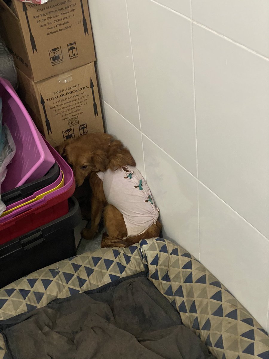 casadoviralata's tweet photo. Não consigo imaginar o tanto que sofreu na vida para ser insegura assim. A Melina está na mesma garagem cheirando tudo, já a Amanda está assim desde que chegou: https://t.co/UpEQoaisn3