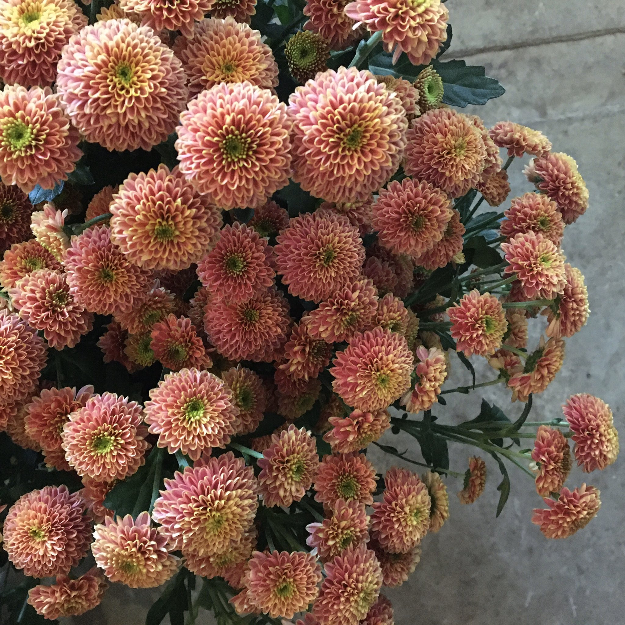 D Ici Peu 毎日ひと花 スプレーマム ドリアチェリー T Co Bjt3llvbac Twitter