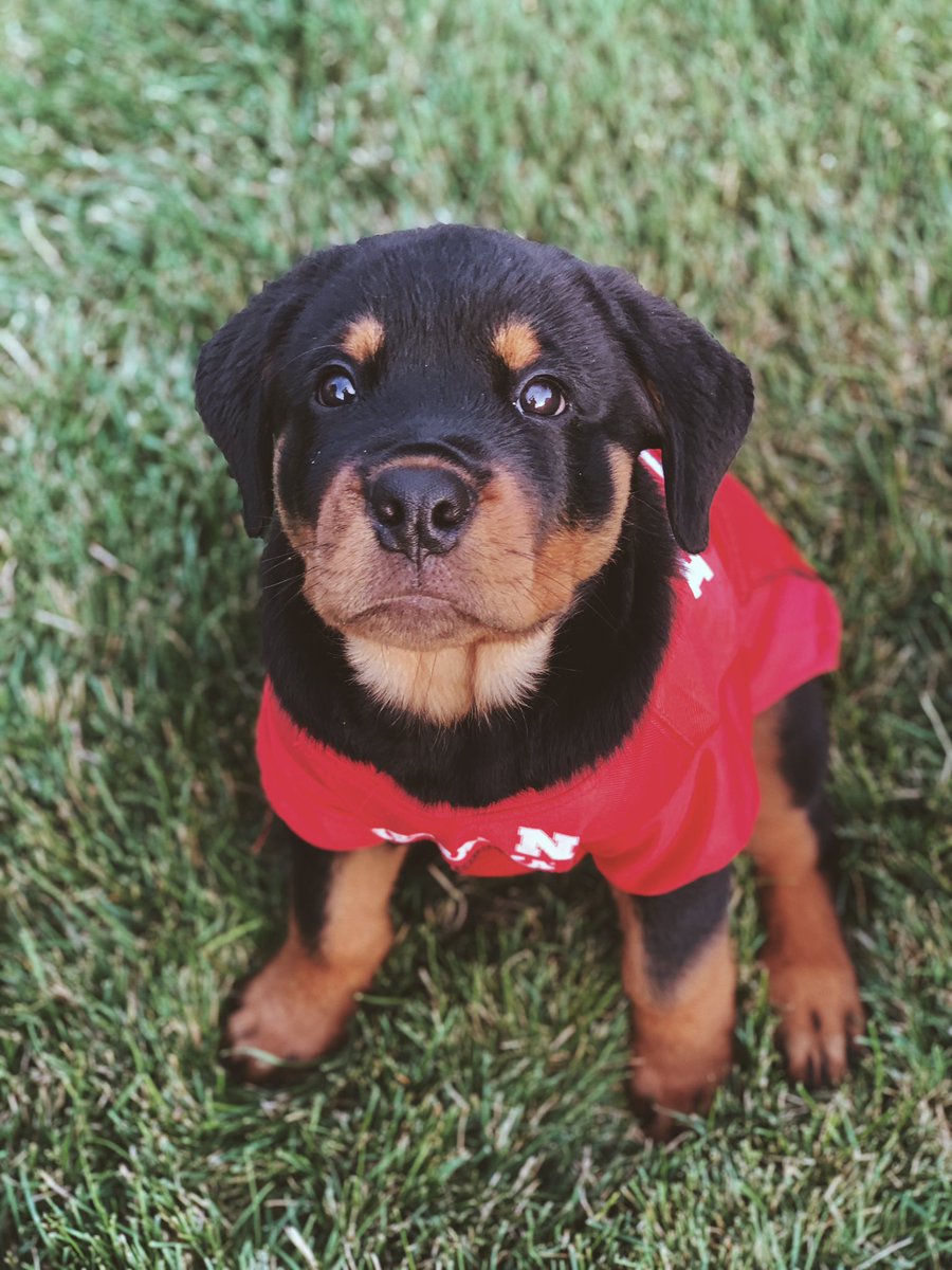 Is it game day already?? 🏈🏀🏐 

#gbr #nebraskafootball #nebraskavolleyball #cornhuskers <a href="/BarstoolHusker/">Barstool ‘Skers</a> <a href="/barstoolsports/">Barstool Sports</a> <a href="/Huskers/">Nebraska Huskers</a> @HuskerFBNation @Huskervball