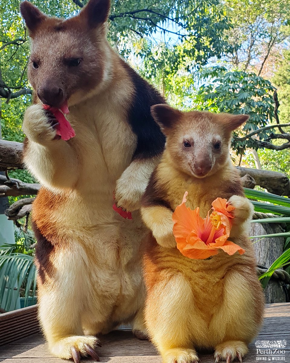 PerthZoo's tweet image. Just Doba and Banz to brighten your day 😍  ⠀
⠀
Thanks to keeper Sara for this photo!