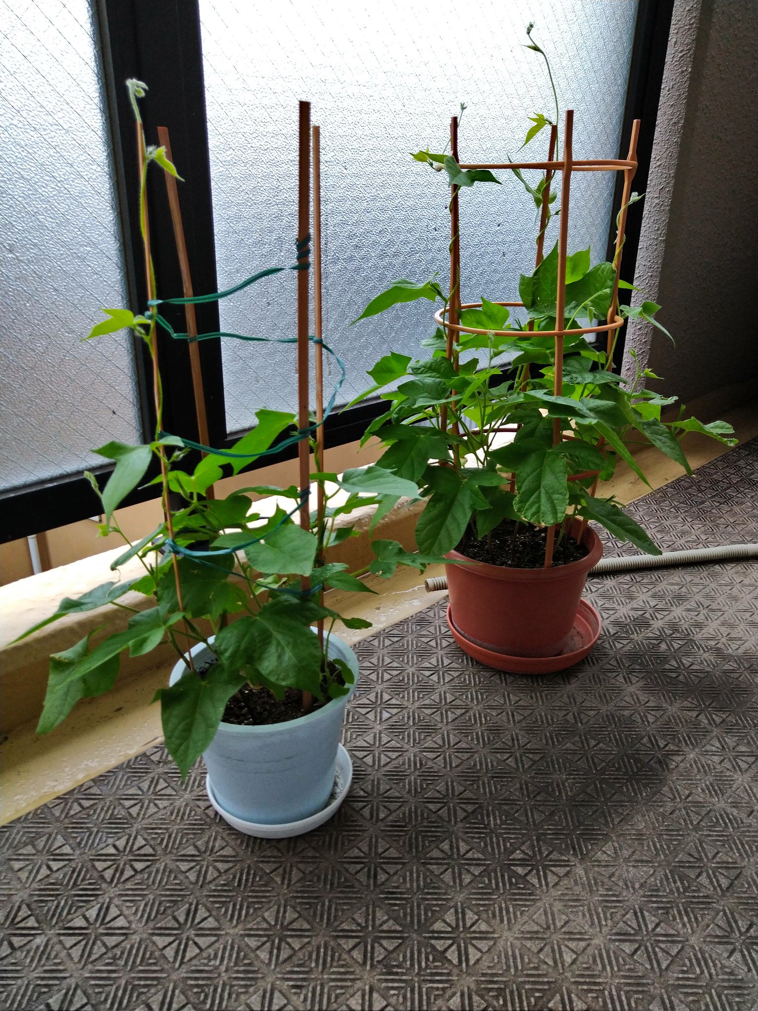 Megu 今日の白朝顔と青朝顔 支柱より伸びた蔓は横に巻いてみた 1cm 3cmくらいの花芽が白も青もあちこちについている 白 朝顔は全体的に蔓を伸ばしているけど 青朝顔は1つを除いていまいち伸びない 日照不足かな こんなもんなのかな T Co