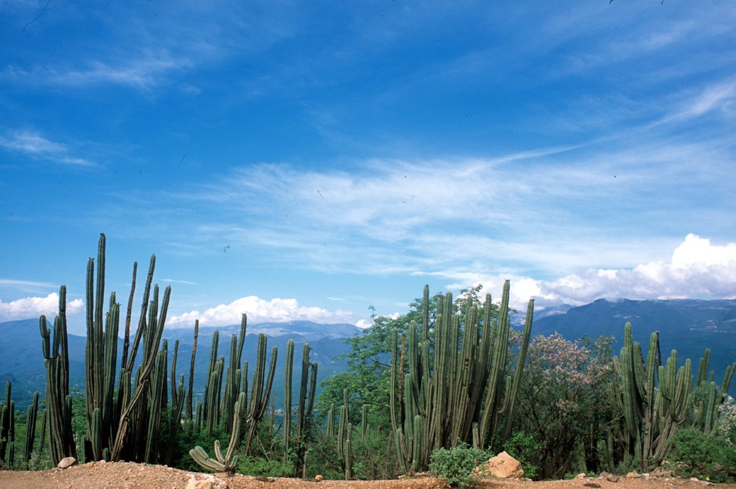 MiMuseoIndigena's tweet photo. La Reserva de la Biósfera Tehuacán-Cuicatlán, en los estados de #Puebla y #Oaxaca, es #PatrimonioMundial mixto: natural y cultural. Es territorio ancestral de pueblos como nduudu yu/#cuicateco, #ngiba/#popoloca y runixa ngiigua/#chocholteco.
📷: Teúl Moyrón, #FototecaNachoLópez. https://t.co/WDpKCXISAc