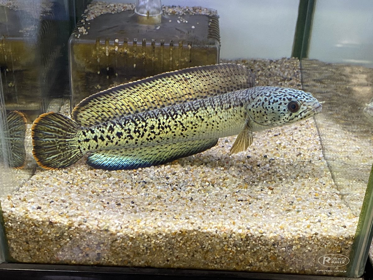 リミックスみなと熱帯魚 Auf Twitter チャンナバルカ エマストーマン Stオランダ エンドリ ナイジェリア産 色々入荷してます 大型魚 古代魚 ポリプテルス 金魚