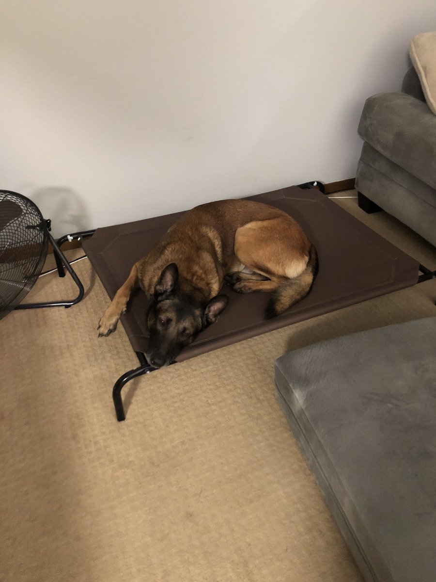 K9Simon1's tweet photo. Simon wants to know what you’d like to see or hear about this Simon Sunday!! 7pm EST Facebook live (cityofsalempolicedepartmentk9unit) #pk9a #sck9trained #simonsays #policek9 #worthlesshandler #mrstealyourdope #americastopdog #k9unit #teamsimon https://t.co/KSVDhNfYzl