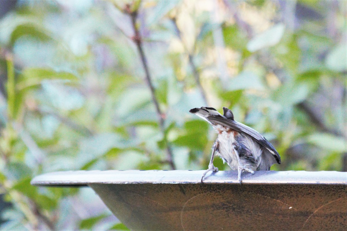 hopping_jay's tweet photo. Not satisfied with being in one hashtags, Nuthatch friend decided to pose for #ButtsOfBirds too! https://t.co/h6tTMhQcR0