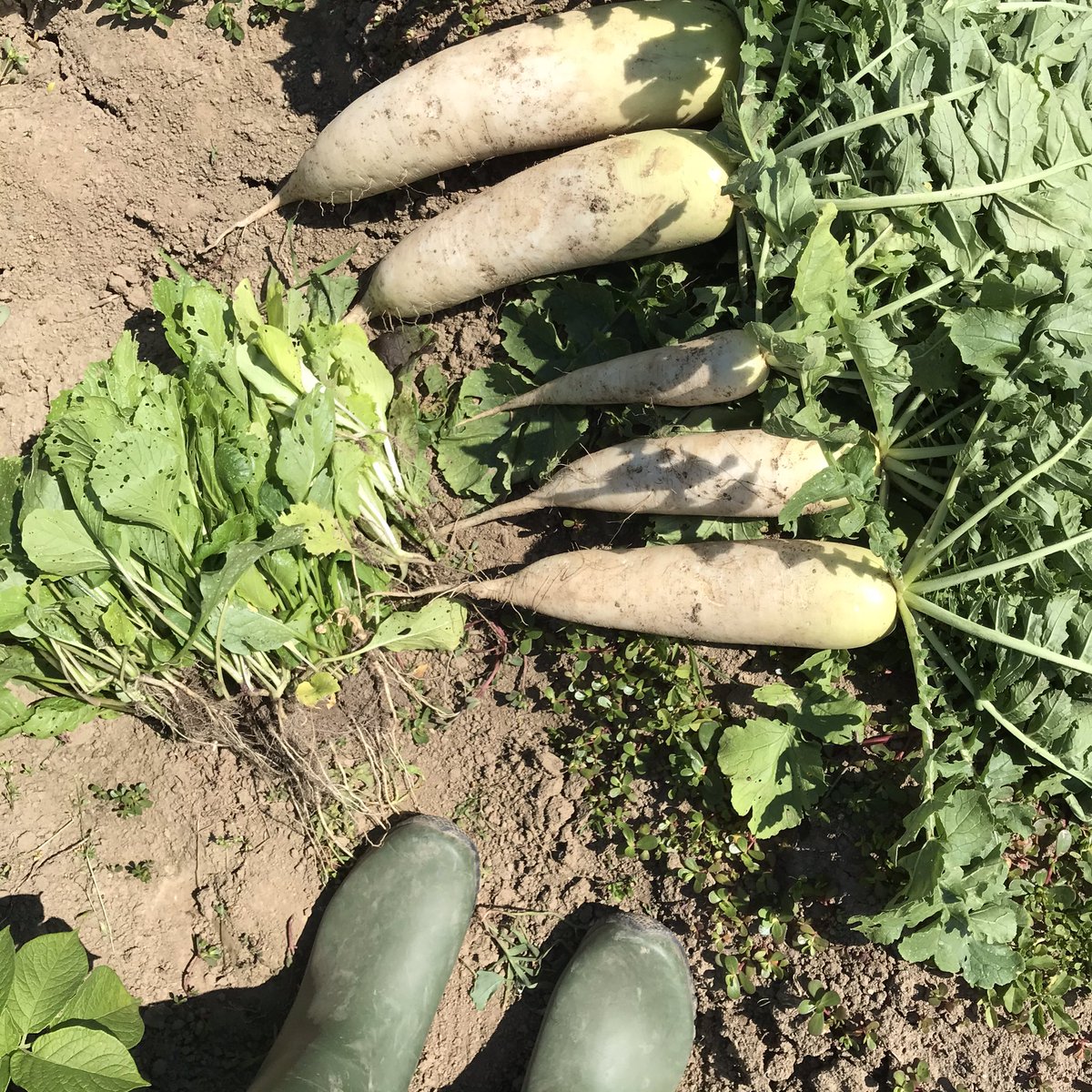 き ゃ す 虫に食われてない葉っぱを人間が分けていただくスタイル 大根いい感じ ジャンボなんばんがゴロゴロ きゃす菜園