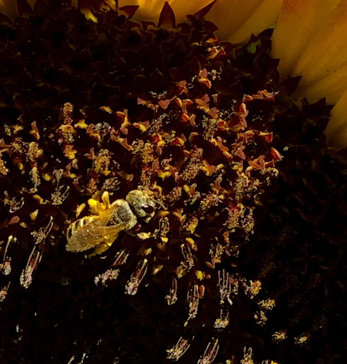 Sunflowers are bee favorites- many species of bees are easily- and ergonomically observed