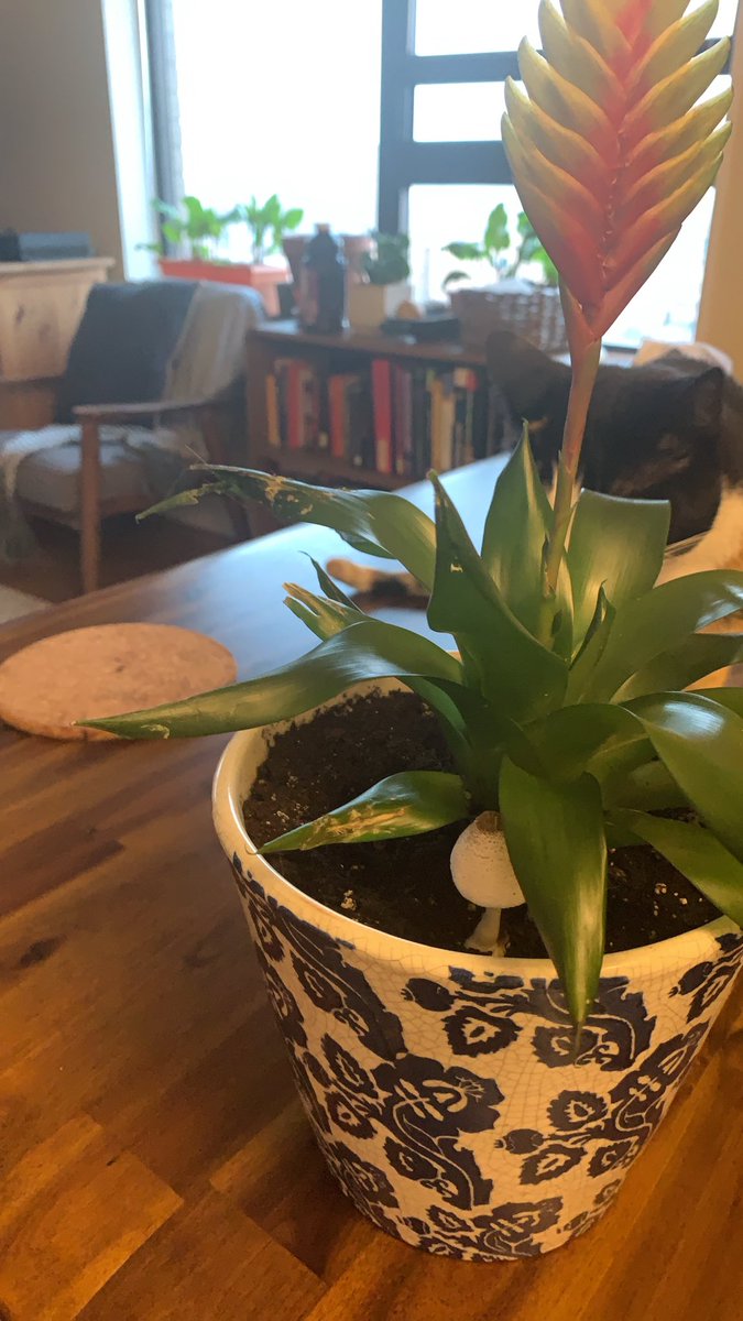 Ori Lieberman tweet media