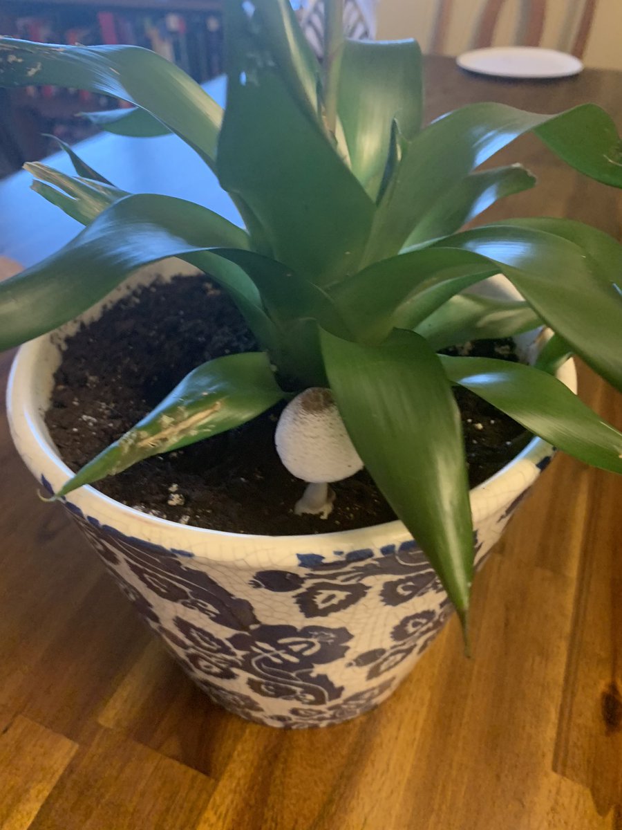 Ori Lieberman tweet media