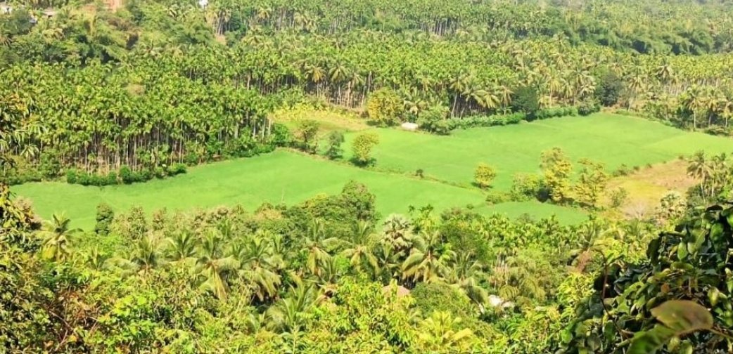 prdlivekerala's tweet photo. #Kasargod: പ്രാദേശിക ജൈവവൈവിധ്യ പൈതൃക കേന്ദ്രങ്ങൾ: കാസർകോടിന് സാധ്യതകളേറെ
https://t.co/Qa8lHRDVEl
#kerala #biodiversity #localselfgovernments https://t.co/fiVtP5kZrO