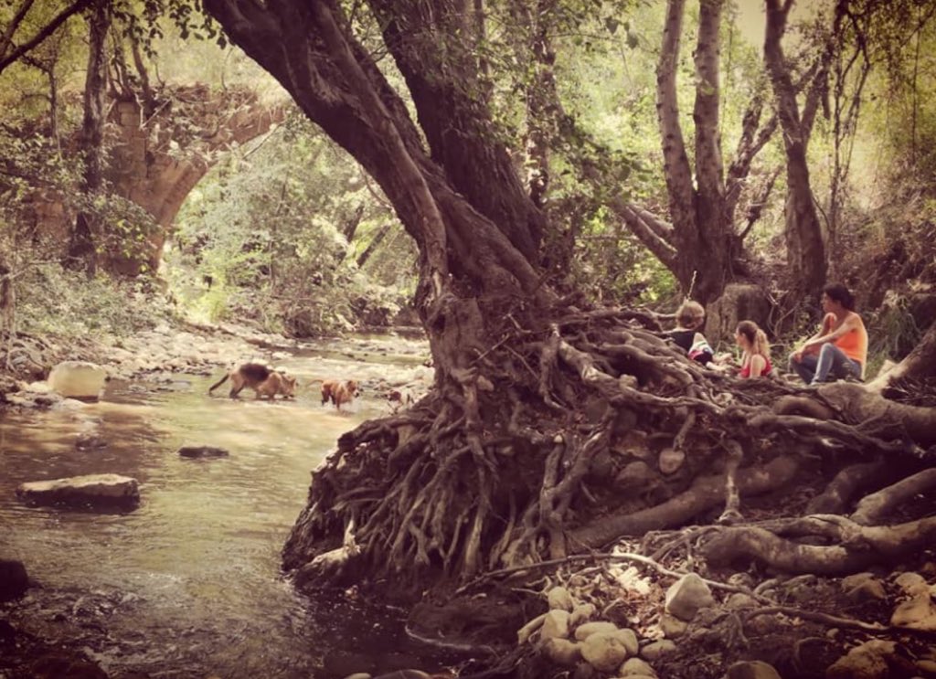 HassaniehL's tweet photo. Good morning from Chouf: 
An early morning like no other! https://t.co/GP2uIZPjl9