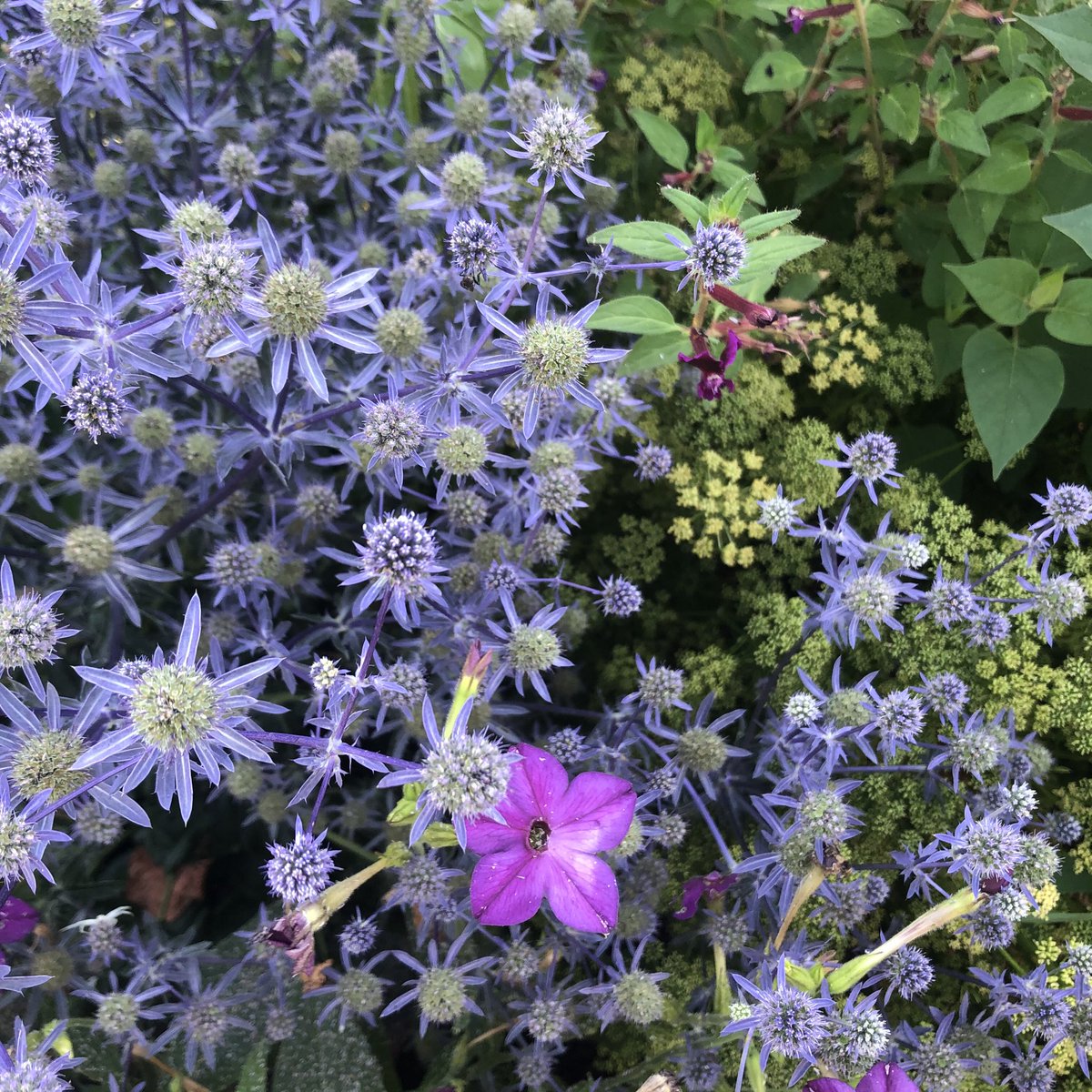 Eryngium amethystifolium has it all- and many eryngium are great garden subjects- beneficial insects, bees, cut flowers and dried flowers not to mention architectural appeal