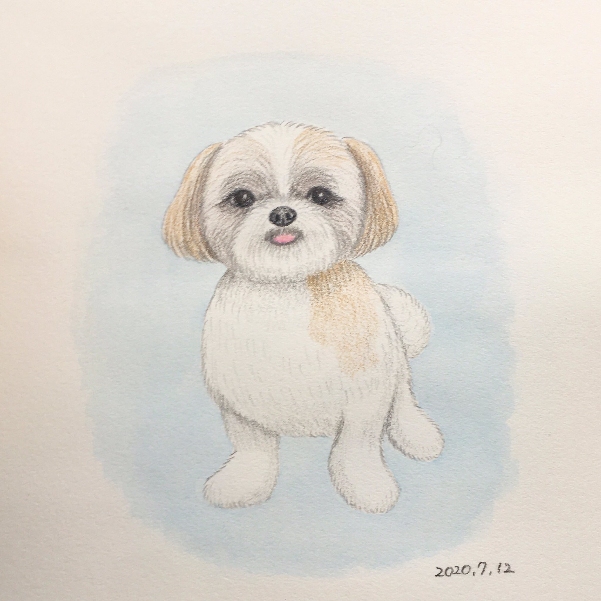 Uzivatel Chippoke ようこ Na Twitteru 犬絵 シーズー 色鉛筆画 犬 Chippoke犬絵 Uzivatel Chippoke ようこ Na Twitteru 犬絵 シーズー 色鉛筆画 犬 Chippoke犬絵