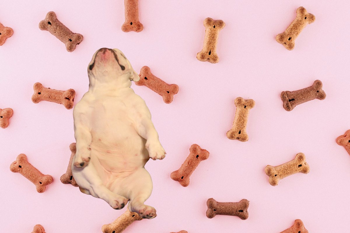 MavisPearl1's tweet photo. Dreaming about dog bones. https://t.co/F2VZLV9MsT