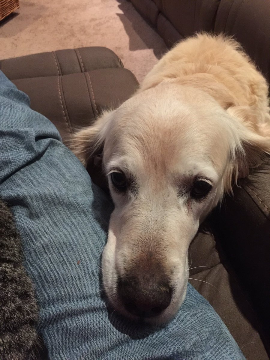 Did I mention Holly is a good girl?Also shown here is an oak spiral I will age the whisky with 