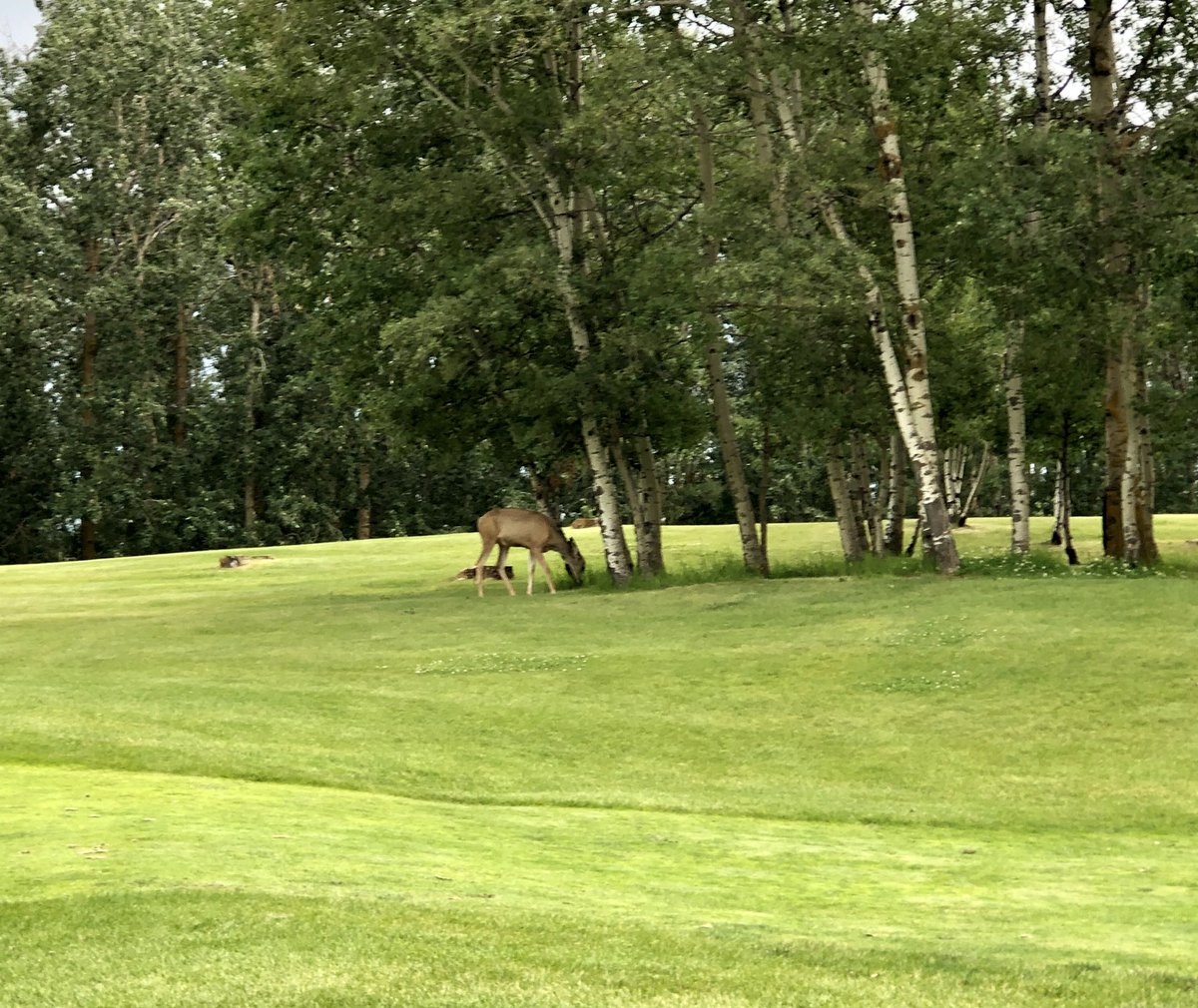 RyRaeDeac81's tweet photo. Nice little evening on the course and post storm. #AlbertaStorms @Ponokagolfclub #LowRound https://t.co/jaoAte8hi3