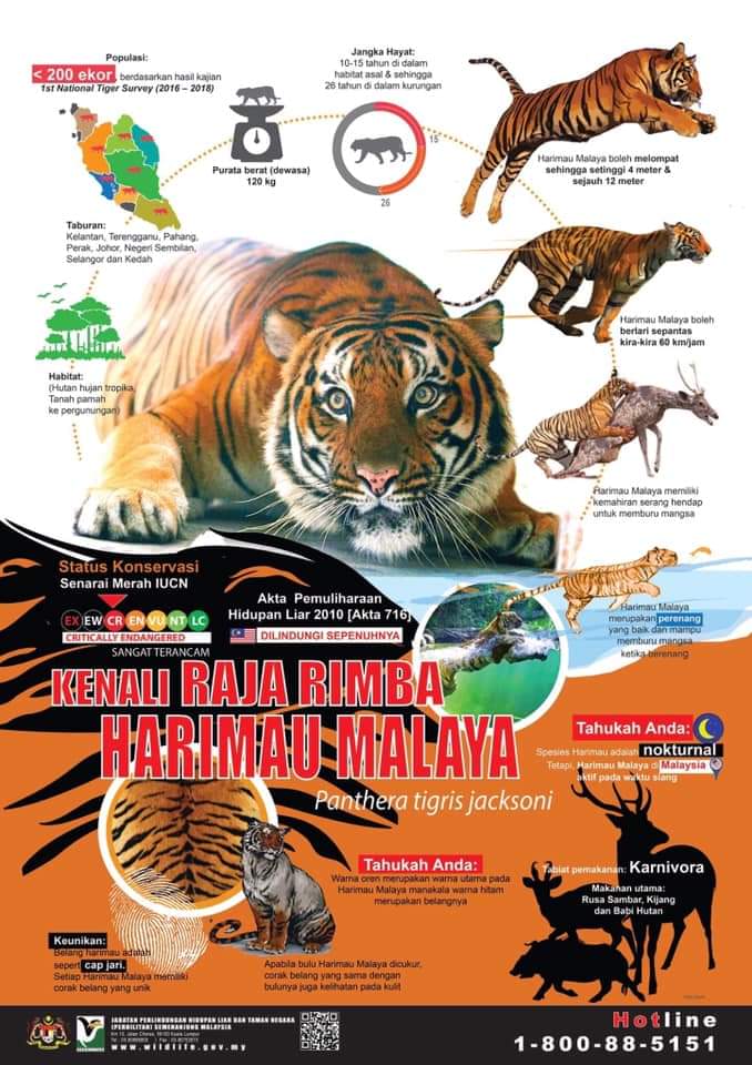 Harimau Malaya (𝑃𝑎𝑛𝑡ℎ𝑒𝑟𝑎 𝑡𝑖𝑔𝑟𝑖𝑠 𝑗𝑎𝑐𝑘𝑠𝑜𝑛𝑖)  sangat unik kerana belangnya umpama cap jari.  Setiap Harimau Malaya memiliki corak belang yang unik. 

warna oren merupakan warna utama manakala warna hitam adalah warna belangnya.

#SelamatkanHarimauMalaya