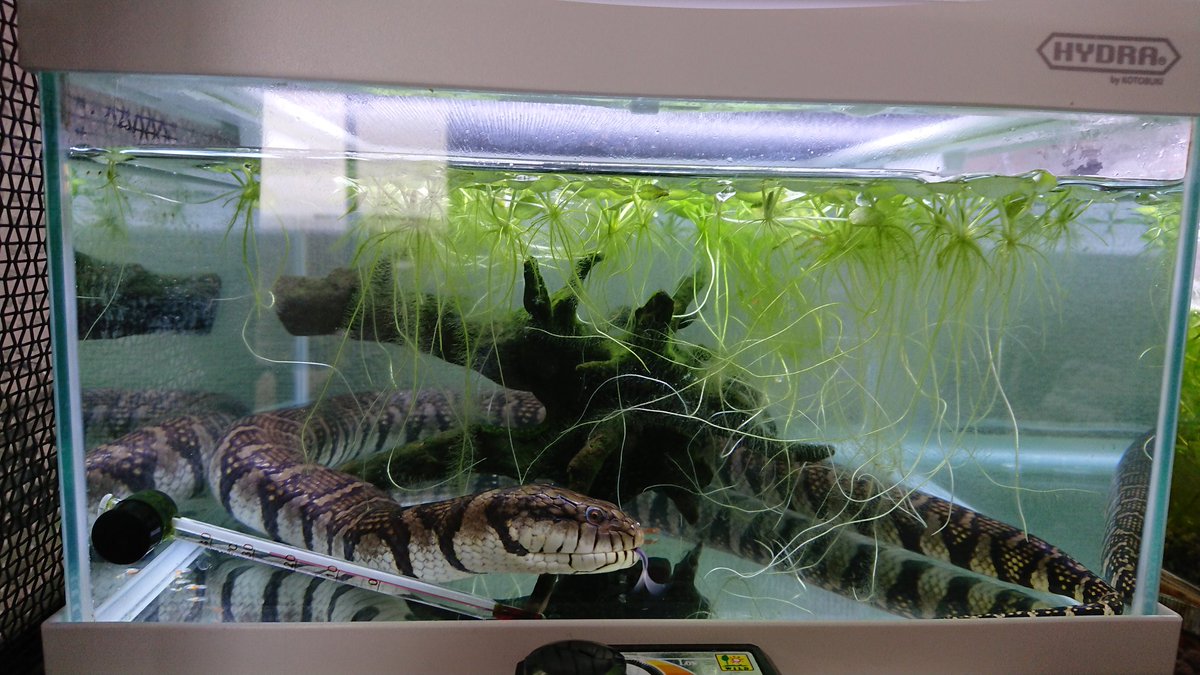 wr0330's tweet photo. 水槽掃除したら気持ち良さそう
金魚もすぐ食べたし https://t.co/knxaiI8ewN