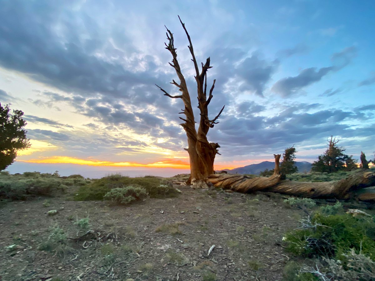 OharaKimiko's tweet photo. When you decide to mountain bike and summit another 14ner in a month. #whitemountain was super intense with all the skee. Ancient #BristleconePineForest was an added bonus. #optoutside #maxyourdays https://t.co/2gHfyGf6gX