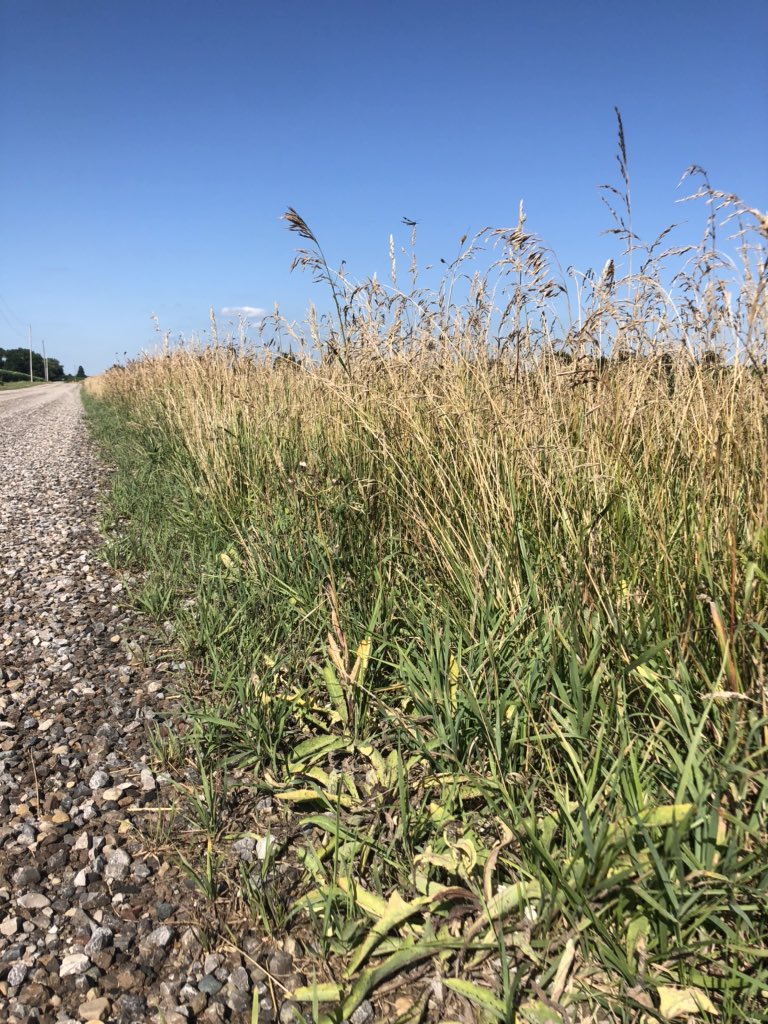 Here’s hoping “Phase 3” includes our roadsides getting their first cut of the season...well at least our road...#overgrown #timetocut