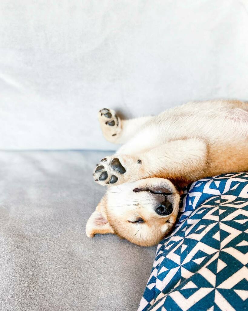 litosupplyco's tweet photo. Friday night vibes brought to you by @orioninthechi . 🐾
.
.
.
.
.
#shibainu #shiba #shibasofinstagram #shibainupuppy #puppiesofinstagram #puppy #dogsofinstagram #dogsofinsta #fridaynightvibes #tgif #puppylife #puppygram https://t.co/sRM8oG9MPB