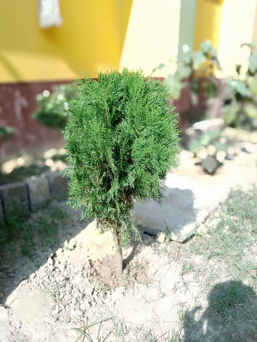 mrak3626's tweet photo. #lpuncc #ihariyali #gogreen #08pbbtn #dgncc #nccindia https://t.co/qNaSJfQgCr